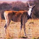 eland in kzn